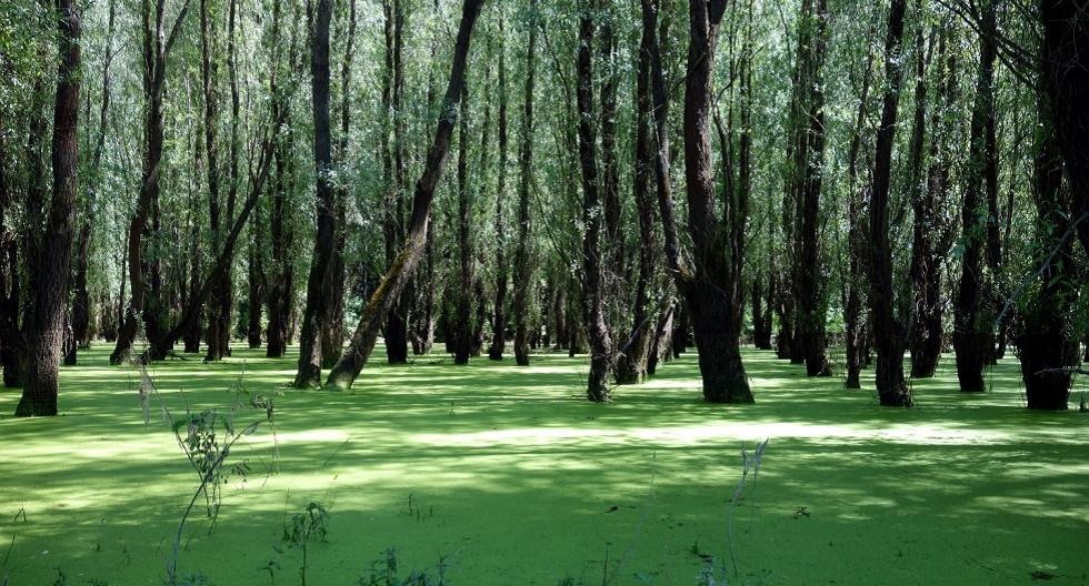 Pădurea Zăval